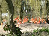 Zoo Beauval (53)